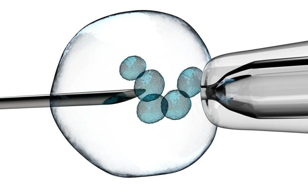 A cell held in place for In Vitro Fertilization (IVF).